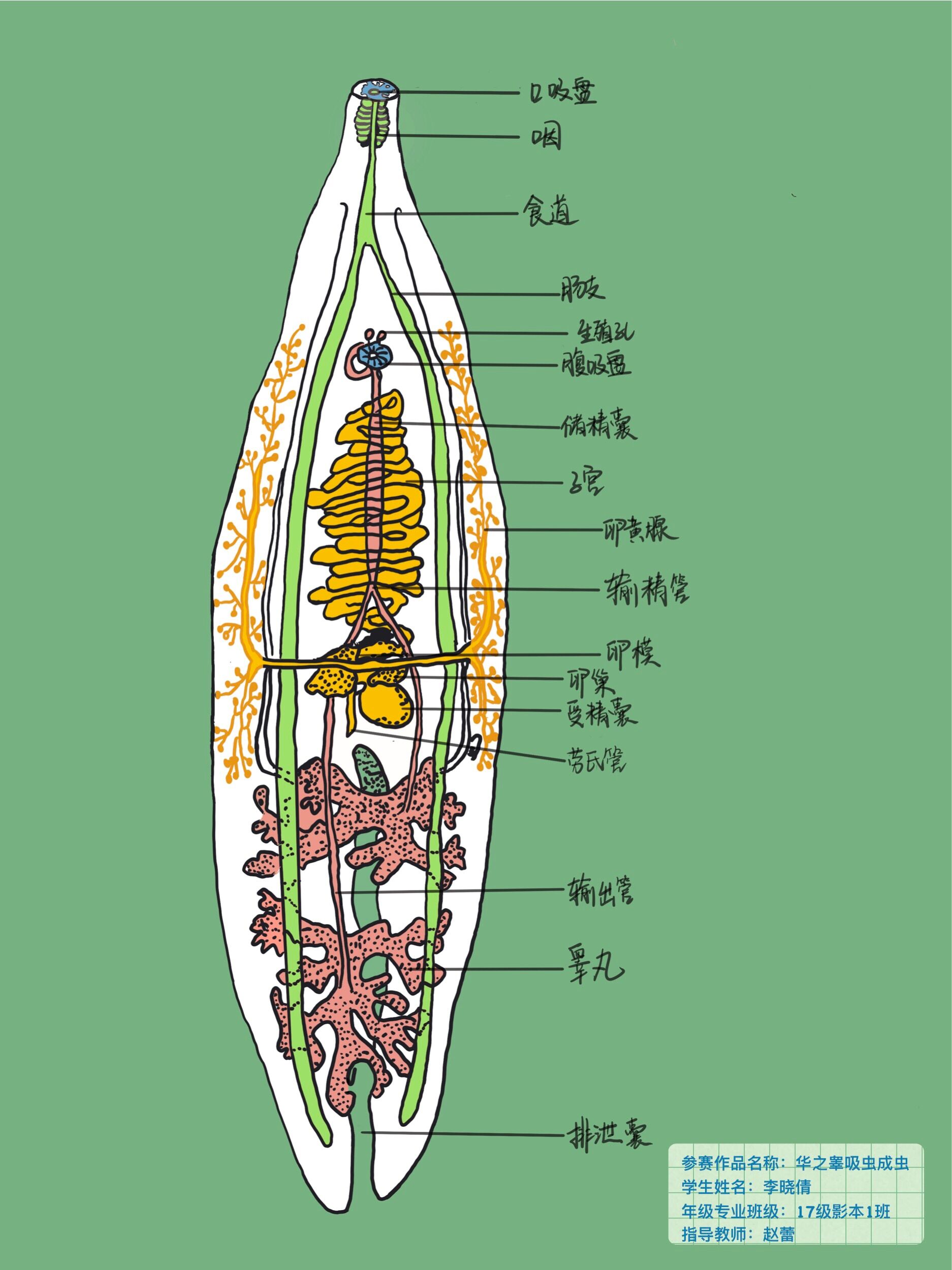 与微生物学组——2017级医学影像学本科1班李晓倩《华支睾吸虫成虫》