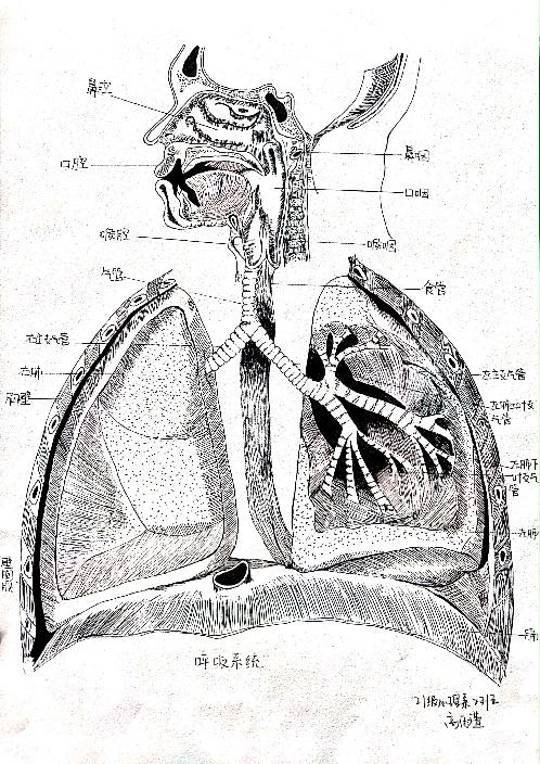 呼吸系统结构图 手绘图片
